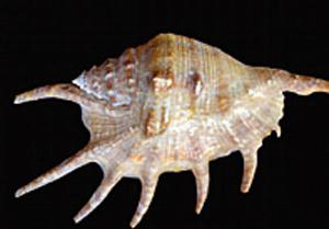 Image - Bangalore Mirror