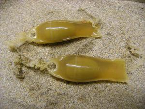 Image - Carol's Cornwall